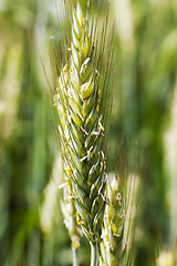 Image showing immature cereals . wheat
