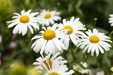 Image showing white daisy . flowers.