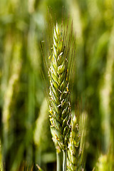 Image showing green cereals . spring
