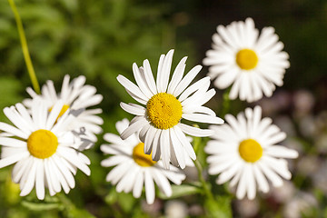 Image showing white daisy . flowers.