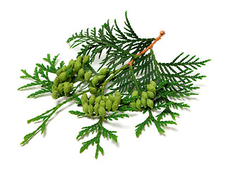 Image showing Green twig of thuja with cones on white background