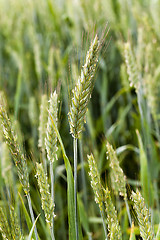 Image showing green cereals . spring