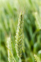 Image showing green cereals . spring