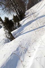 Image showing trees in winter  