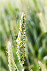 Image showing blooming rye.  flowering