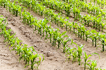 Image showing corn plants  . spring