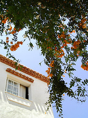 Image showing House and Flowers