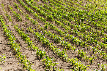 Image showing corn plants  an agricultural field