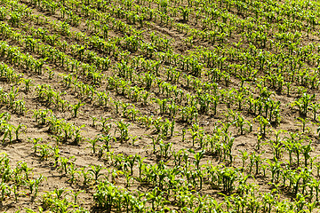 Image showing corn plants  . spring