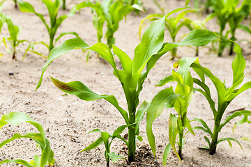 Image showing corn plants  an agricultural field