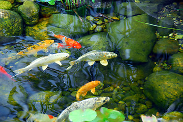 Image showing Koi pond