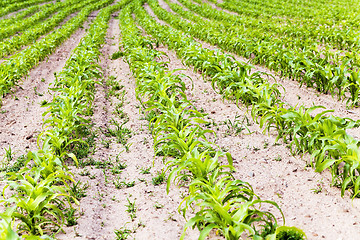 Image showing corn plants  . spring