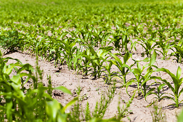 Image showing corn plants  . spring