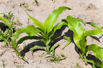 Image showing corn plants  an agricultural field