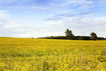 Image showing blooming rape . spring