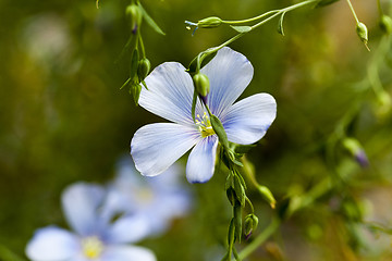 Image showing Flower of flax  