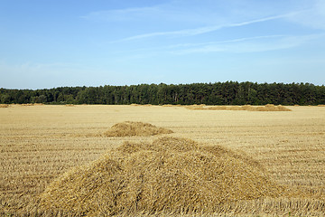 Image showing agricultural field.  wheat