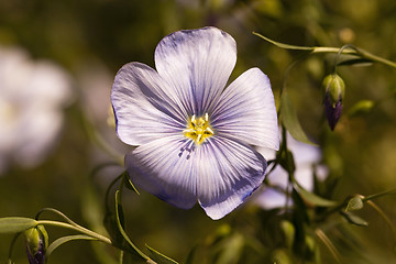 Image showing Flower of flax  