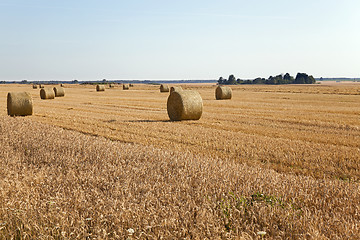 Image showing agricultural field.  wheat