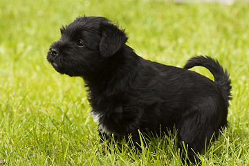 Image showing miniature schnauzer