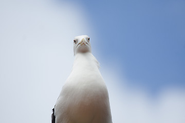 Image showing seagull