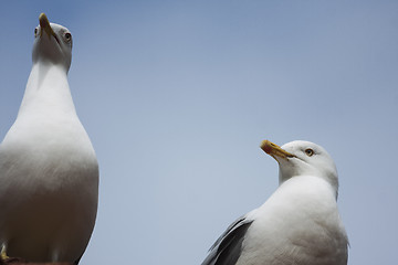 Image showing seagulls