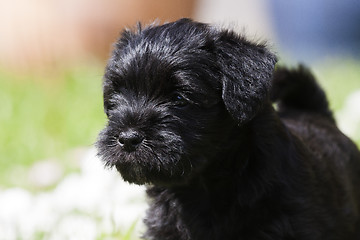 Image showing schnauzer face