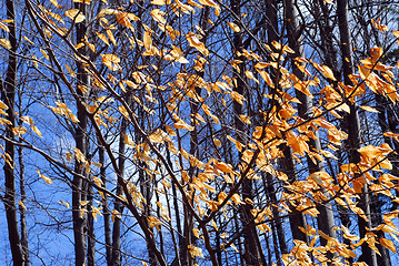 Image showing Late fall