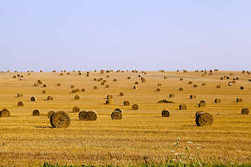 Image showing   harvest of cereals