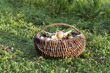 Image showing onions in a wicker basket  