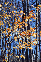 Image showing Late fall