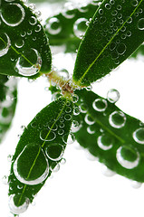 Image showing Green leaves in water