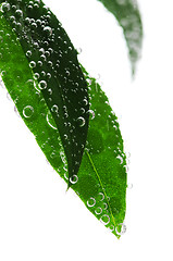 Image showing Green leaves in water