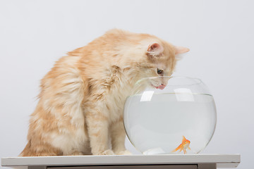 Image showing The cat drinks water from the aquarium with goldfish