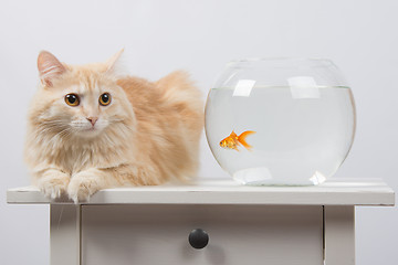 Image showing Cat sits near the aquarium with goldfish