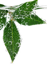 Image showing Green leaves in water