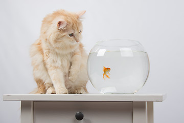 Image showing The cat wants to get a foot goldfish