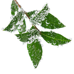 Image showing Green leaves in water