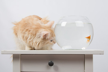 Image showing Goldfish scared cat