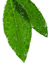 Image showing Green leaves in water