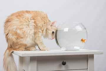 Image showing Cat hunting looking at goldfish