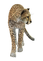 Image showing Big Cat Cheetah