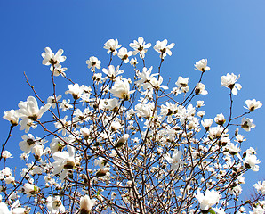 Image showing Blooming magnolia