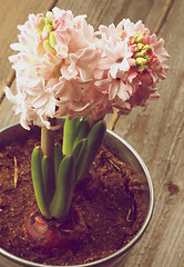 Image showing Beauty Pink Hyacinths