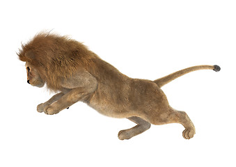 Image showing Male Lion on White