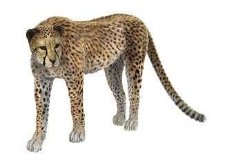 Image showing Big Cat Cheetah