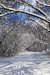 Image showing Path in winter forest