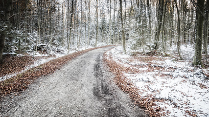 Image showing winter forest