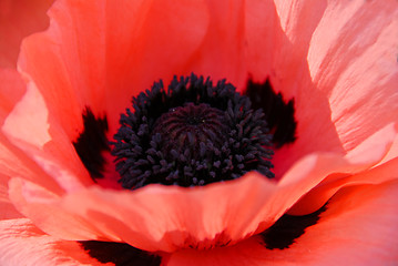 Image showing Poppy macro