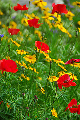 Image showing Poppies in a garden